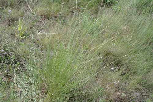 Pseudoroegneria stipifolia · iNaturalist