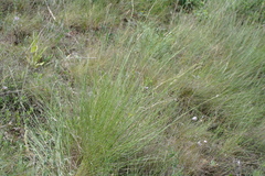 Pseudoroegneria stipifolia