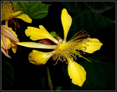 Erinocarpus nimmonii
