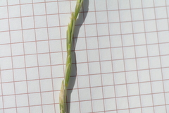 Pseudoroegneria stipifolia