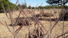 Aloe globuligemma image