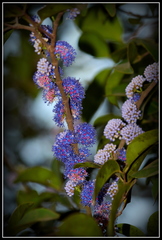 Memecylon umbellatum