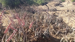 Aloe globuligemma image