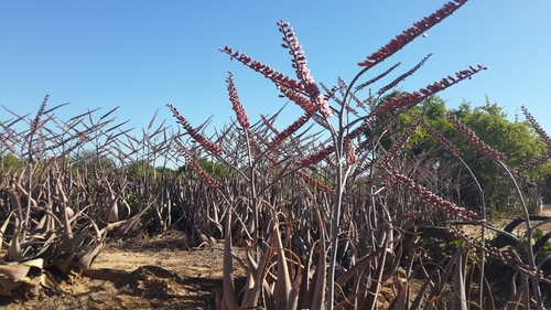 Aloe globuligemma image