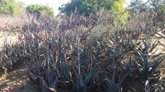 Aloe globuligemma image