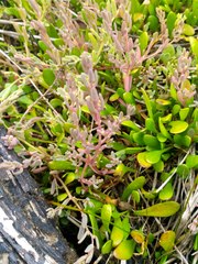 Suaeda novae-zelandiae