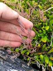 Suaeda novae-zelandiae