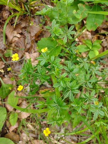 nátržník vzpriamený (Potentilla erecta)