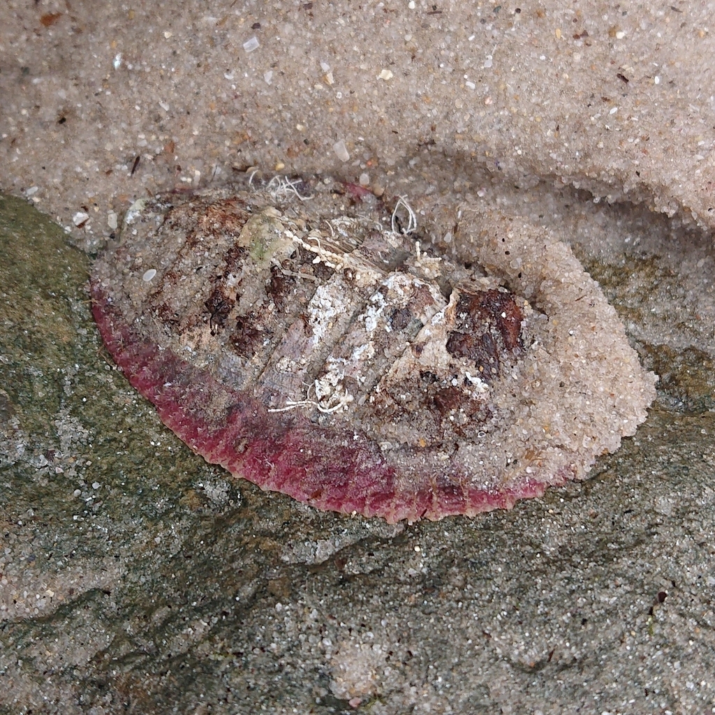 Loricella