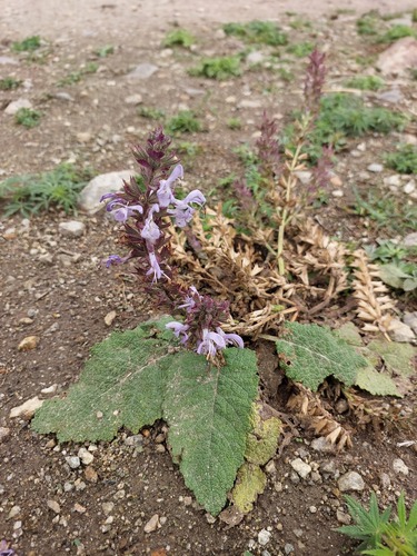 Ladakhi Sage (Salvia moorcroftiana)