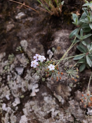 Petit Androsace 2