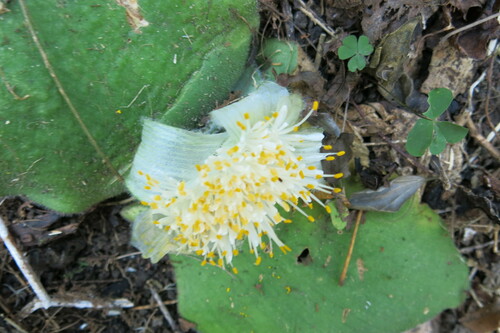Image of Haemanthus deformis by no rights reserved