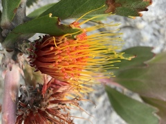 Leucospermum mundii