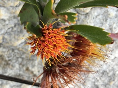 Leucospermum mundii