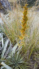 Aciphylla colensoi