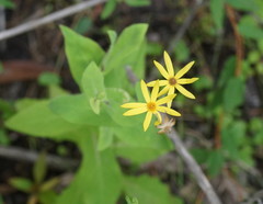 Senecio velleioides