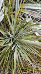 Aciphylla colensoi