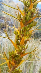Aciphylla colensoi