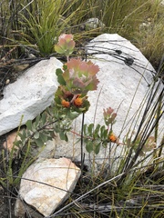 Leucospermum mundii