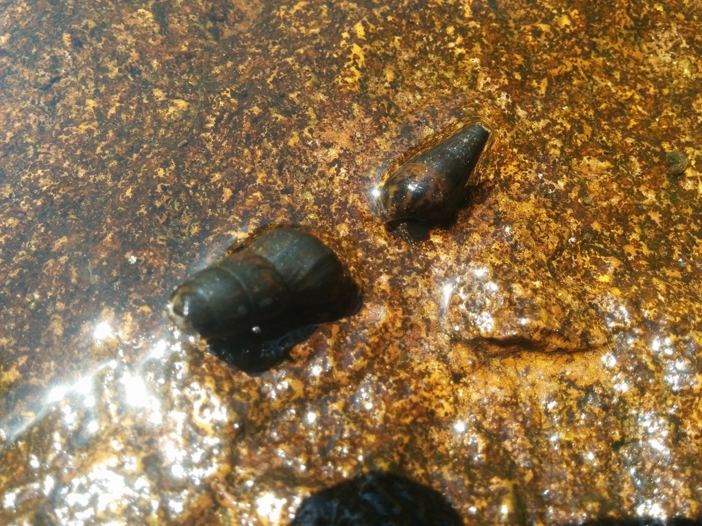 Doryssa hohenackeri