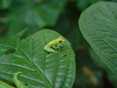 Boana rufitela
