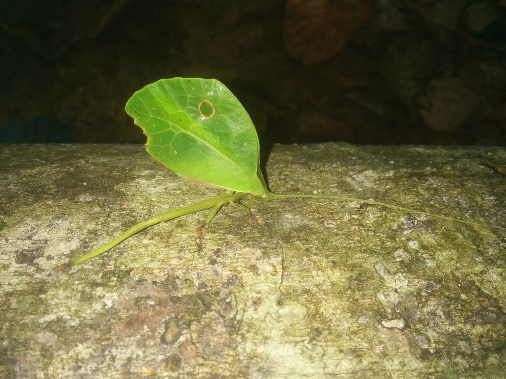 Common Little Walking Leaf