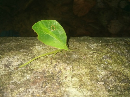 Common Little Walking Leaf
