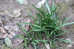 Ornithogalum umbellatum