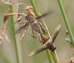 Nemestrinidae