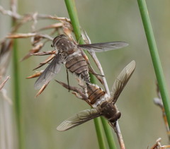 Nemestrinidae