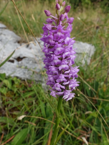 Marsh fragrant orchid (Gymnadenia densiflora)