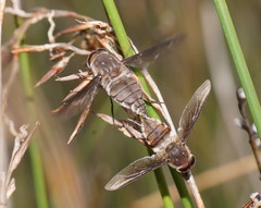 Nemestrinidae