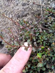 Samolus repens repens