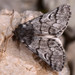 Pine Processionary-Moth - Photo (c) Paolo Mazzei, some rights reserved (CC BY-NC), uploaded by Paolo Mazzei