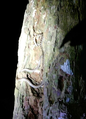 Malayan Bridal Snake