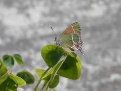 Callophrys xami