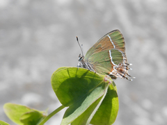 Callophrys xami