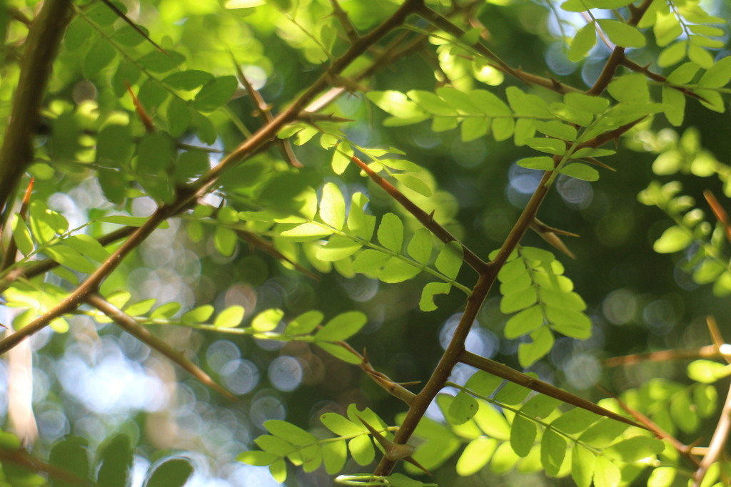 Gleditsia rolfei in July 2023 by 羅元甫 · iNaturalist