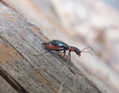 Cyrtosus cyanipennis