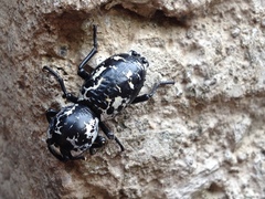 Zopherus nodulosus nodulosus