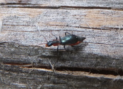 Cyrtosus cyanipennis