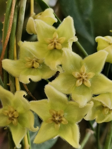 Hoya chlorantha Rech.