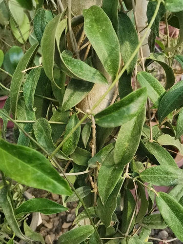 Hoya chlorantha Rech. 2