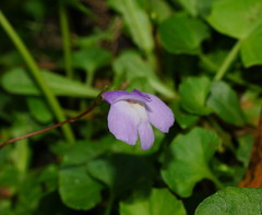 Mazus pumilio