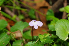 Mazus pumilio