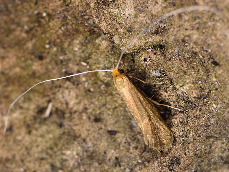 Nematopogon sericinellus