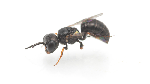 Diodontus insidiosus