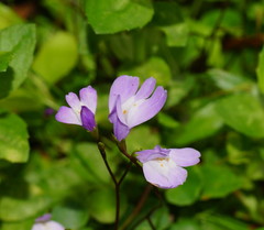 Mazus pumilio