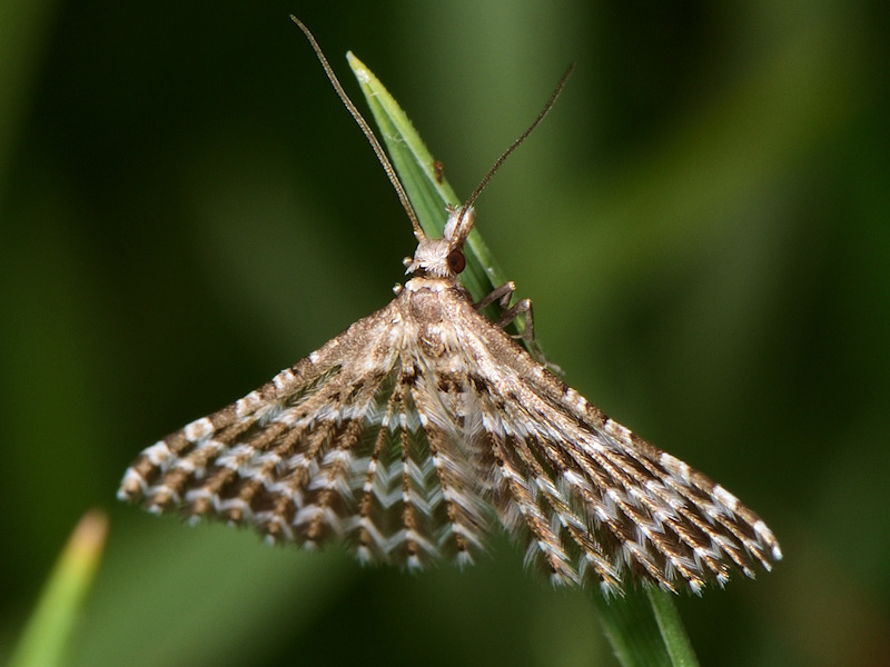 Alucita grammodactyla