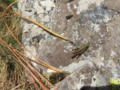 Chorthippus binotatus